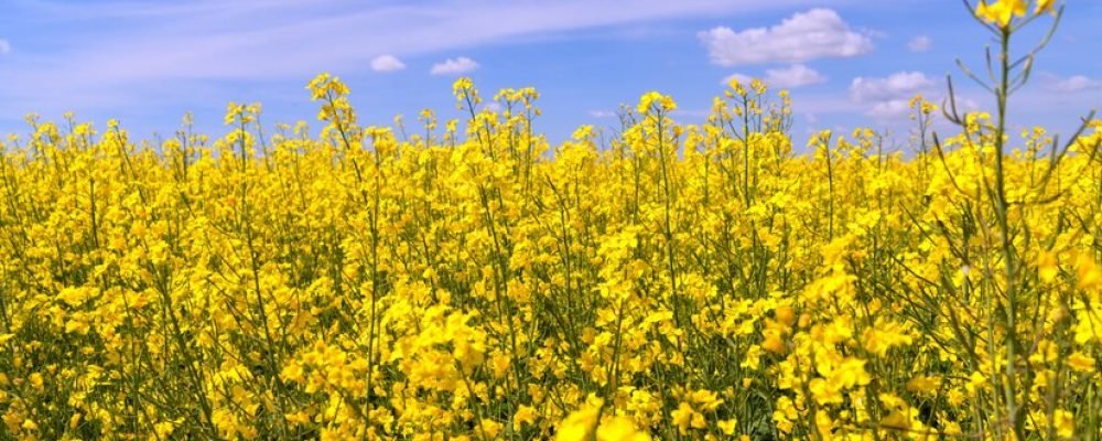 rapeseed-field-june_170984-342