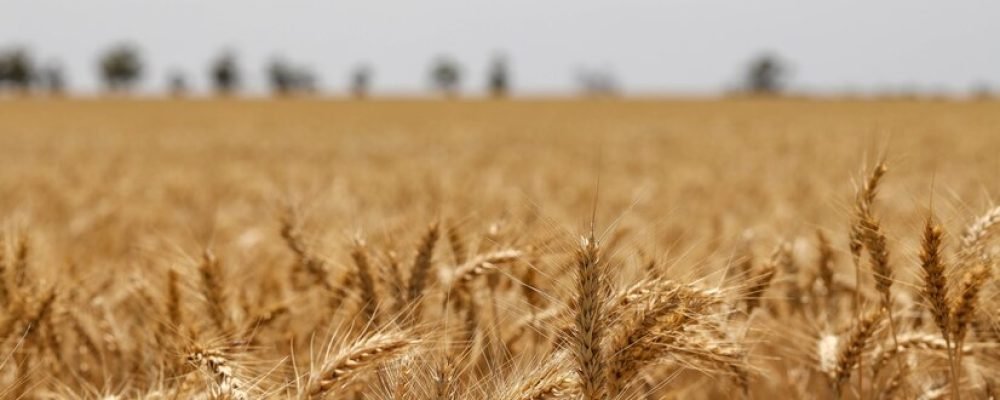 selective-focus-shot-golden-ears-wheat-field_181624-42406 selective-focus-shot-golden-ears-wheat-field_181624-42406