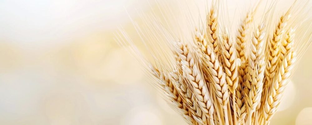 wheat-sunset-ai-generated_268835-11174 wheat-sunset-ai-generated_268835-11174
